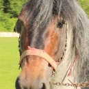 Druga Smotra hrvatskih hladnokrvnjaka u Krivom Putu