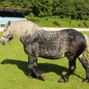 Druga Smotra hrvatskih hladnokrvnjaka u Krivom Putu