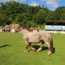 Druga Smotra hrvatskih hladnokrvnjaka u Krivom Putu