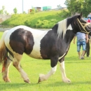 Druga Smotra hrvatskih hladnokrvnjaka u Krivom Putu