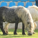 Druga Smotra hrvatskih hladnokrvnjaka u Krivom Putu