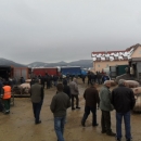Prasci po 12 kn/kg danas na placi 