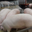 Prasci po 12 kn/kg danas na placi 