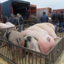 Prasci po 12 kn/kg danas na placi 