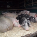 Prasci po 12 kn/kg danas na placi 