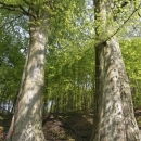 Krađa bukve i graba u Ponorima  