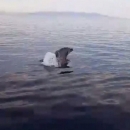 Senjani spasili dupina