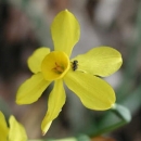 Dan narcisa