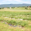 Biraš sam - mirisne i ukusne lešćarske jagode