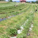 Biraš sam - mirisne i ukusne lešćarske jagode