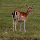 Nezakonito odstrijelio košutu