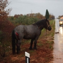 Prijavljen vlasnik konja koji je prouzrokovao prometnu nesreću 
