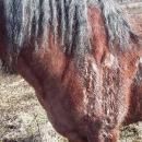 I konje ubijaju, zar ne?