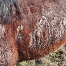 I konje ubijaju, zar ne?