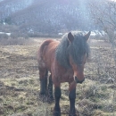 I konje ubijaju, zar ne?