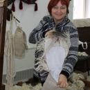 Gačankina božićna priča o vuni