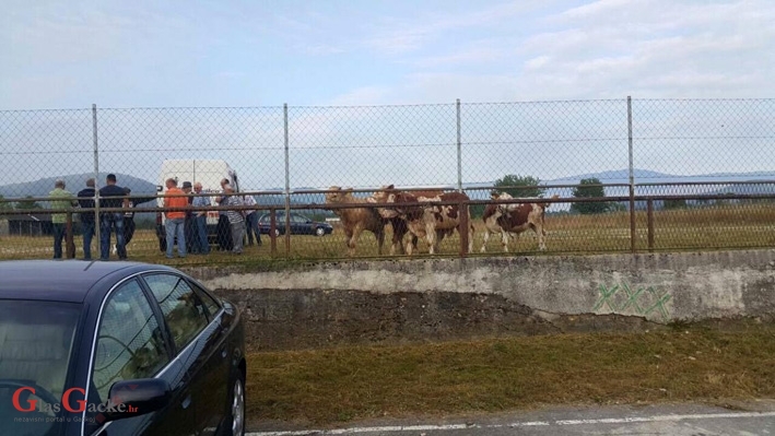 Otočkomu marvinskom sajmištu gravitira šira okolica