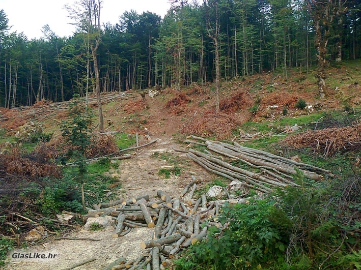 Je se nakrao šume, što jest, jest Je se nakrao šume, što jest, jest