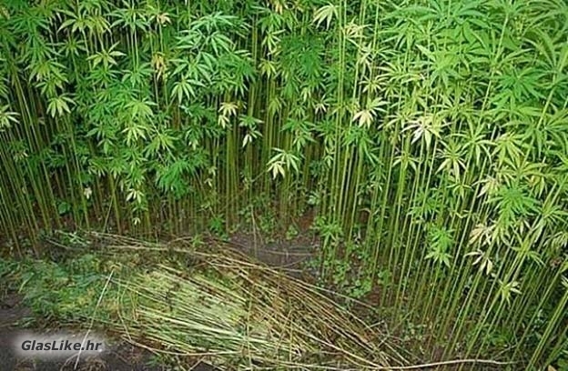 Eh, što ti je konoplja (indijska)