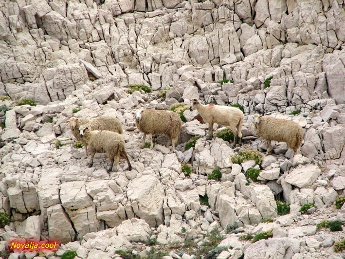18. savjetovanje i 17. izložba hrvatskih ovčjih i kozjih sireva