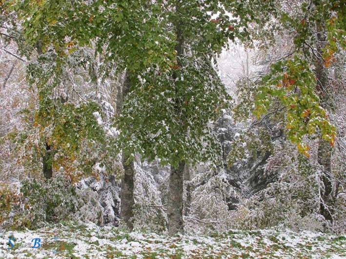 UNESCO-va evaluacija bukovih šuma u NP Sjeverni Velebit
