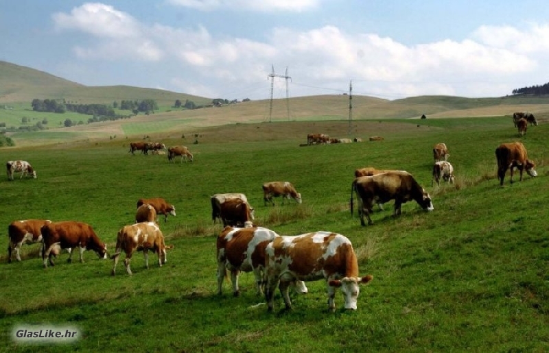 Uzgajivači goveda sve više zainteresirani za uključivanje u proizvođačku organizaciju