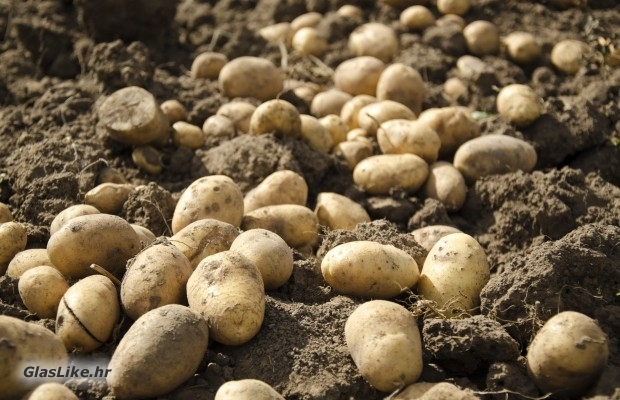 U Otešu s njive otuđio 700 kg krumpira 