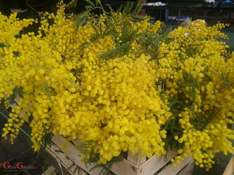 Ovogodišnje prve mimoze na otočkoj tržnici 