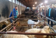 Gradska farma umjesto u parku u paviljonu Gradska farma umjesto u parku u paviljonu