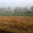 Andiamo a mietere il grano