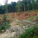 Je se nakrao šume, što jest, jest