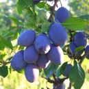 Krali šljive i pretukli vlasnika