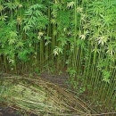 Eh, što ti je konoplja (indijska)