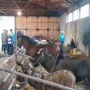 Gradska farma umjesto u parku u paviljonu