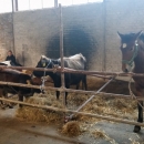 Gradska farma umjesto u parku u paviljonu