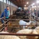 Gradska farma umjesto u parku u paviljonu