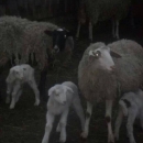 Ukralo ovce