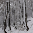 UNESCO-va evaluacija bukovih šuma u NP Sjeverni Velebit