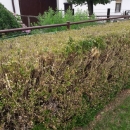 Šimširov moljac - novi štetnik ukrasnog bilja 