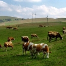Uzgajivači goveda sve više zainteresirani za uključivanje u proizvođačku organizaciju