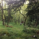 Učenici Đačkog doma Fortica održavaju planinarske putove 