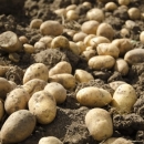 U Otešu s njive otuđio 700 kg krumpira 