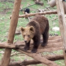 Članovi Interventnog tima za vuka i risa, te tima za medvjede borave u Kuterevu i Krasnu