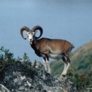 Proslava Svetog Huberta