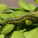 Šimširov moljac - novi štetnik ukrasnog bilja 