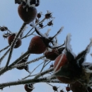 Otočac na -10,2*C najhladniji u RH i EU 