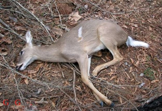 Ustrijelilo srnu, ukralo alat ...