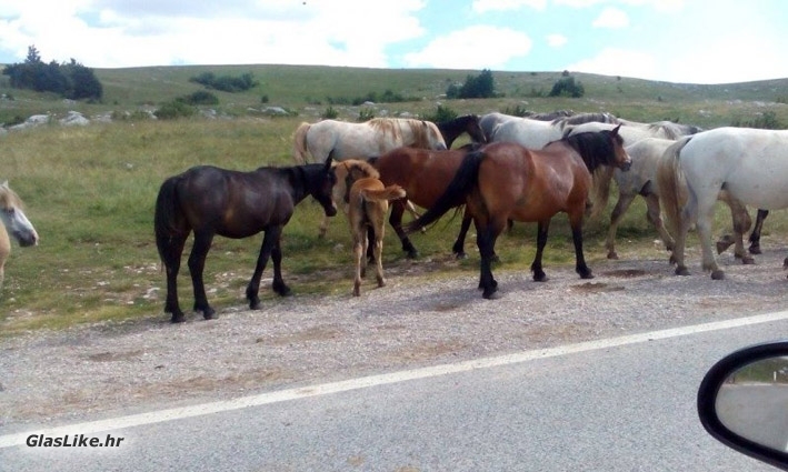 I tuku se, i svađaju, i viču, a o životinjama da se i ne govori
