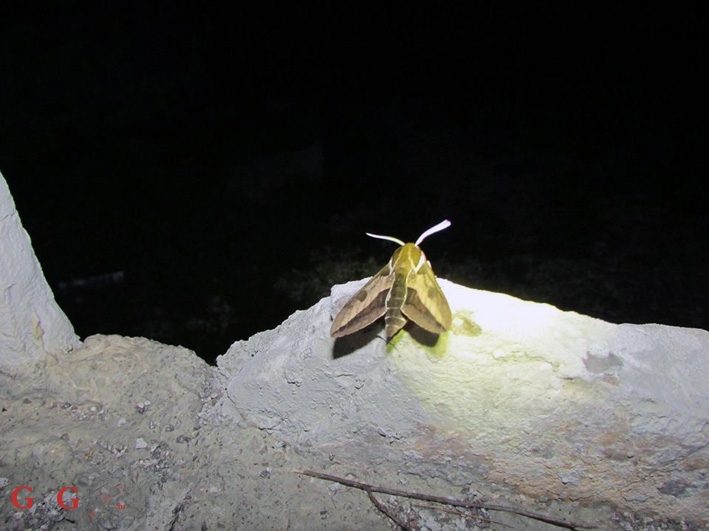 Noć leptira - na Plitvičkim jezerima