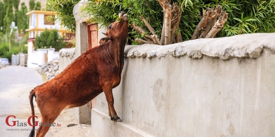 Jedno kazneno, sedam prometnih, dva narušavanja ...